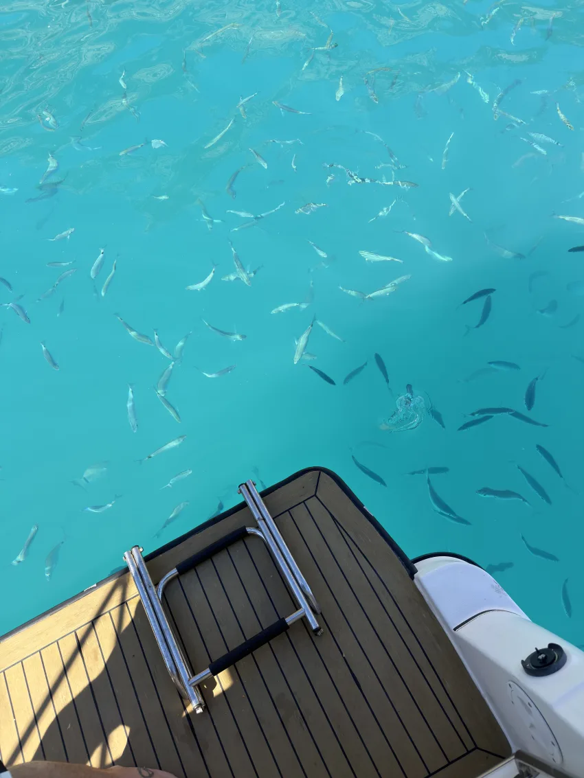 alquiler barco alcudia amaretto 3